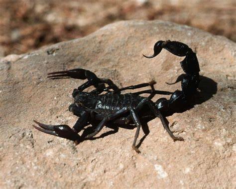 infografika_pruhlednost_vyfuku_scorpion