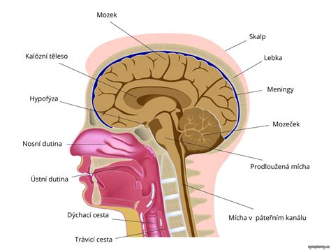 Obrázek: anatomie hlavy válců a těsnění