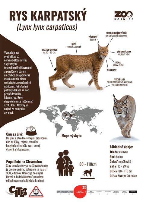 Infografika: porovnání typů držáků Swissten