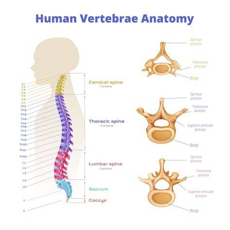 Infografika: anatomie nerezového výfuku a jeho komponent