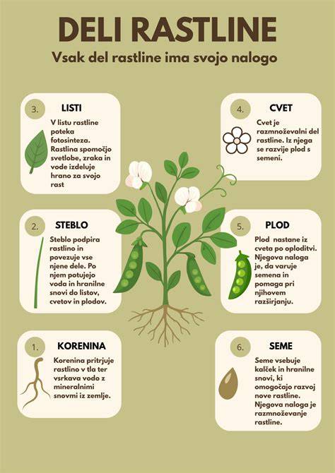 Infografika: Přehled kategorií pneumatik Deli (silniční, městské, cross, sportovní)