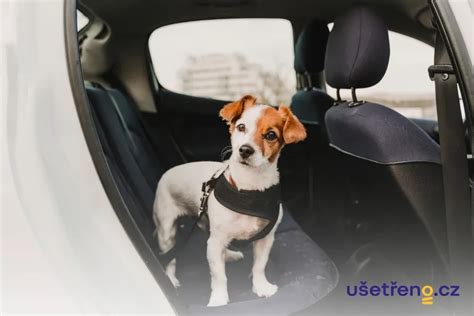 Ilustrace psa v bezpečnostním postroji v autě