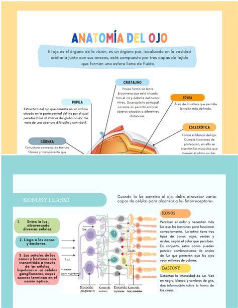 Infografika s anatomii řadicí páky a její upevnění