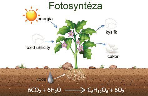 schema_vypusteni_doplneni_oleje
