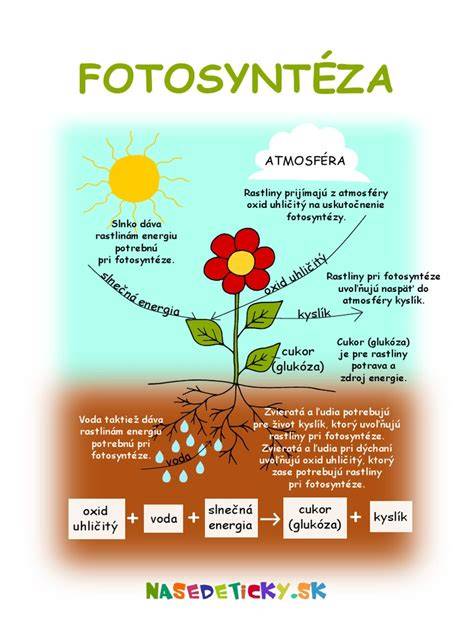 Infografika: Jak funguje záchyt reakcie a rozhraní horního silentbloku