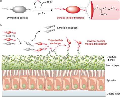 schematic localization interfaces