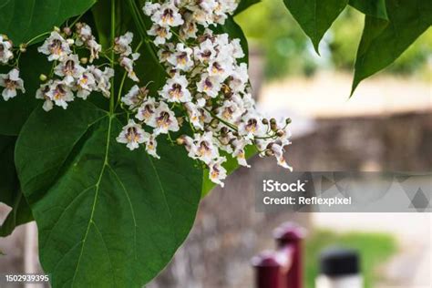 Fotografie tužebníku jilmového s květy a listy