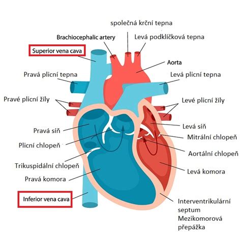 Ilustrativní schéma rozložení pinů v horní a spodní části pojistkového boxu Fabie