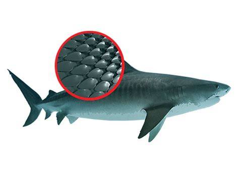 Infografika: Shark Skin technologie a odvádění vody z dezénu