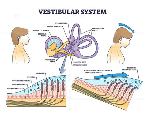 Schéma smyslového konfliktu při kinetóze: oči vs. vestibulární systém