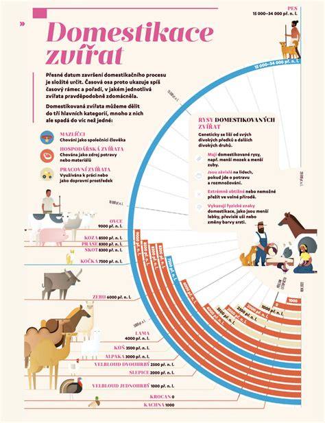 Infografika o vývoji domestikace krůty a hlavních milnících v Evropě a Americe