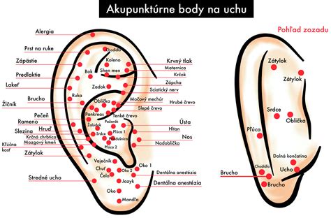 Infografika: Akupunkturní body na uchu a jejich souvislosti s orgány