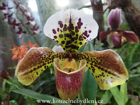 Paphiopedilum květ a listová růžice