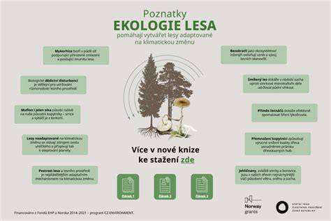 infografika postavy a svět lesa