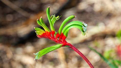 Infografika znázorňující Kangaroo Paw chlazení a pohled na 4000 Series plný kotouč