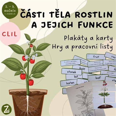 Infografika: Části zrcátka a jejich funkce