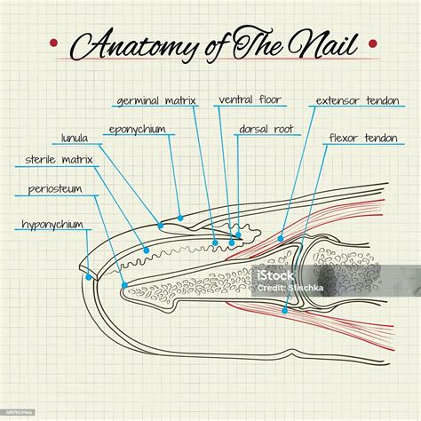 vizuální anatomie mlhovek a ovládání