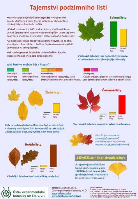 Infografika o změnách sazeb silniční daně