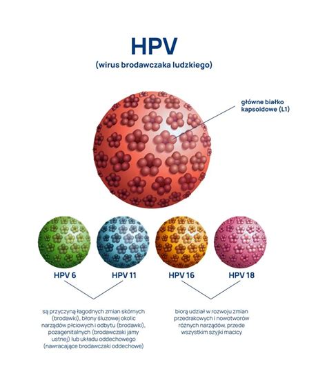 Infografika: vztah MTV, HPV a užitečné hmotnosti