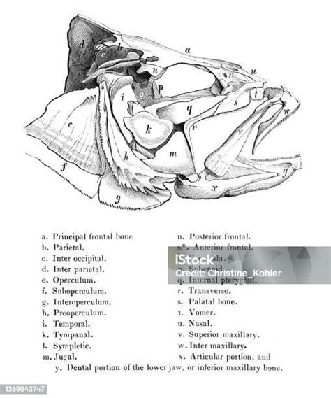 obrázek_převodovek_anatomie