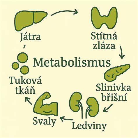 infografika_viscerální_tuk_a_metabolismus