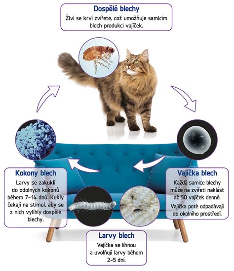 Infografika: cyklus blech a typické napadení koček