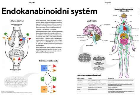 Infografika znázorňující NIS systém a nasazení vázání