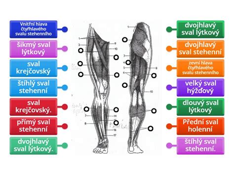 Obrázek přední a zadní části Thalie