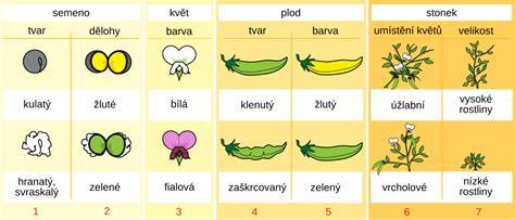 Infografika znázorňující Mendelovy zákony a typy štěpení