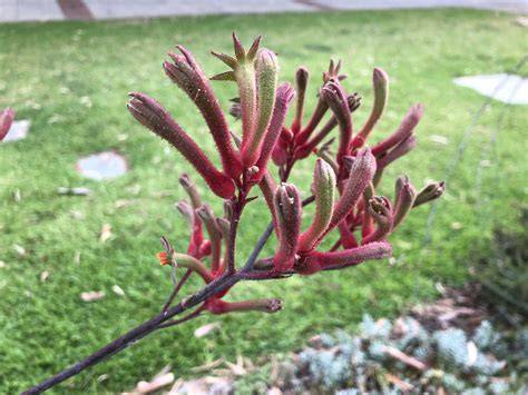 vizuální ilustrace Kangaroo Paw chlazení